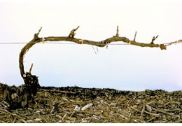 LA TAILLE DE LA VIGNE